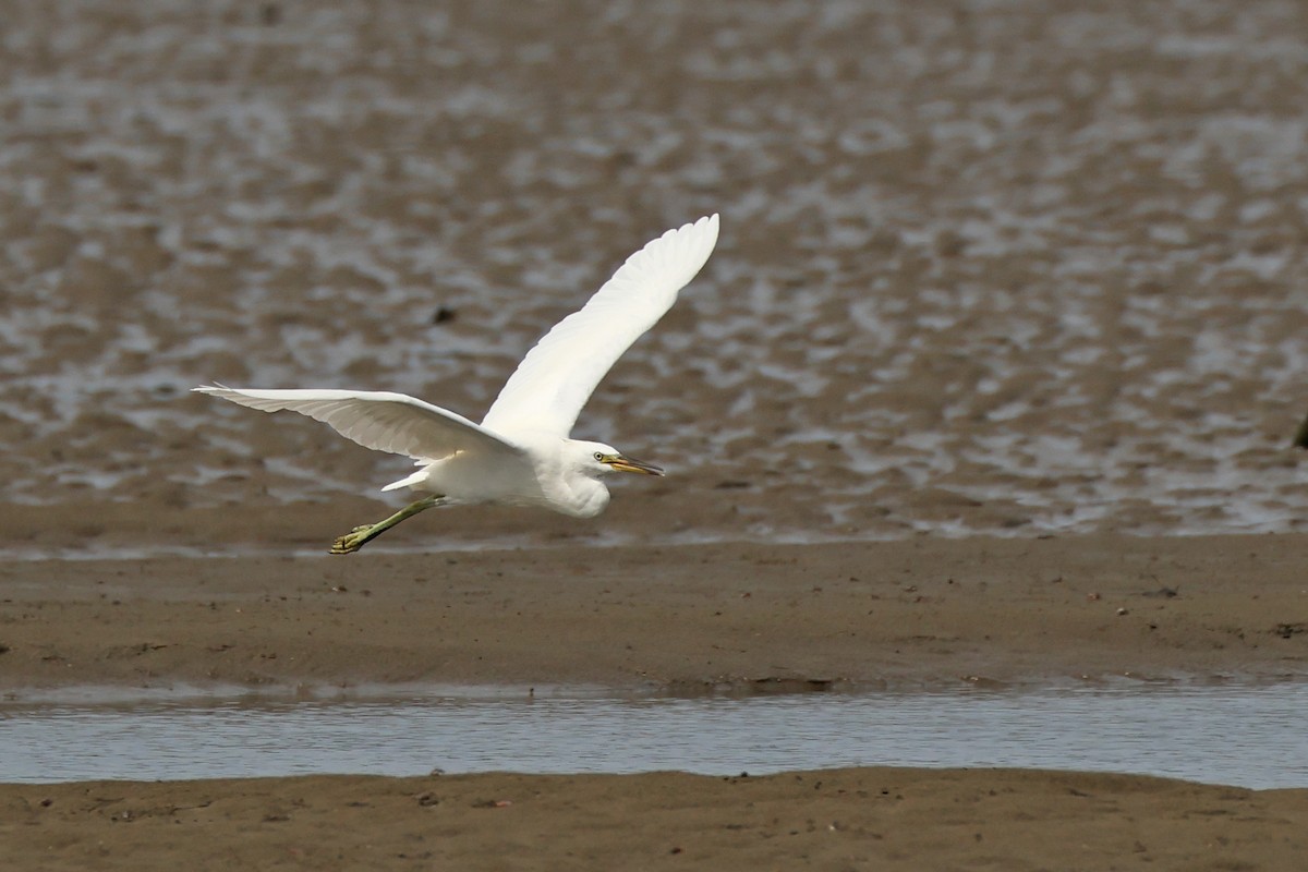 Chinese Egret - ML645769163