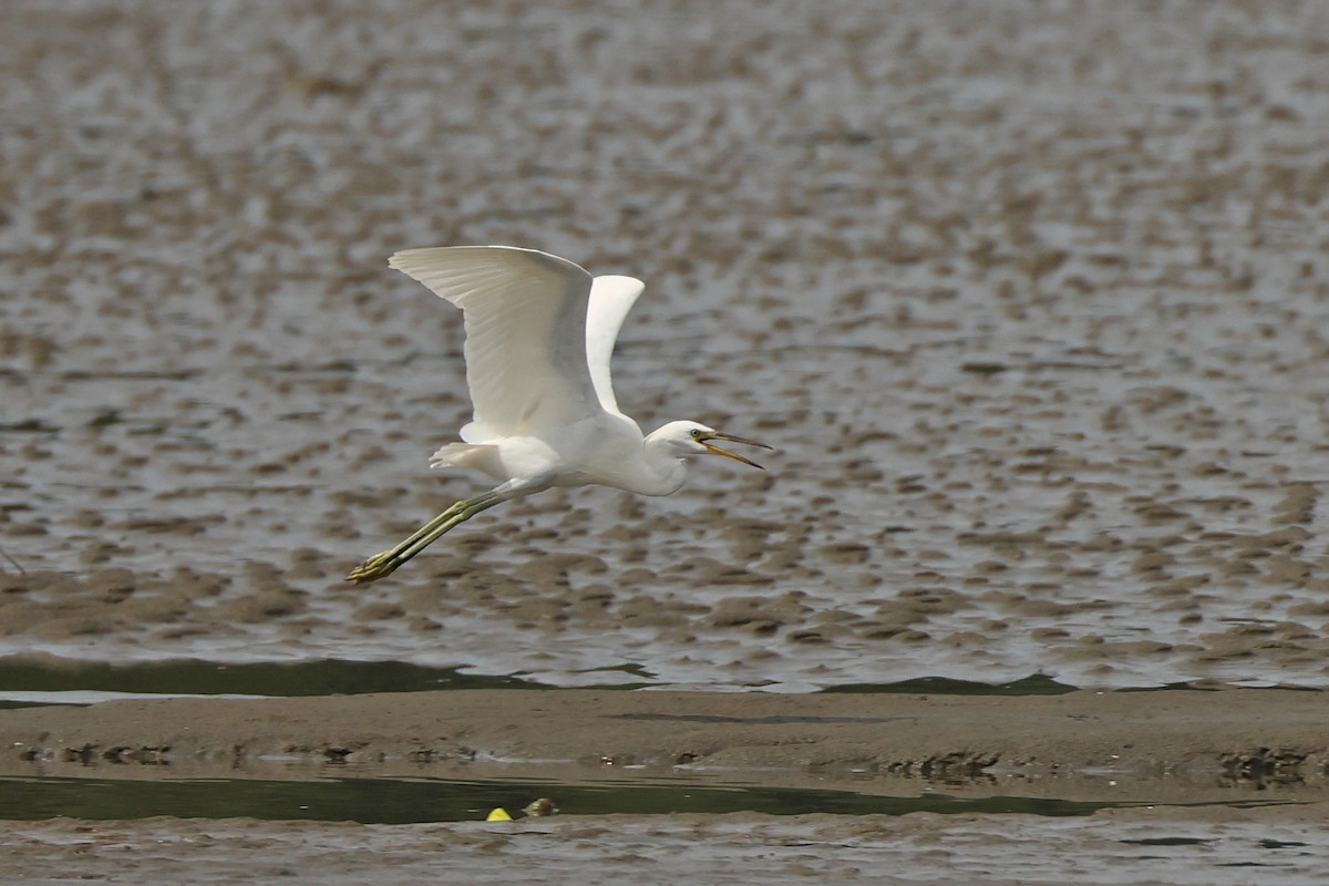 Chinese Egret - ML645769164