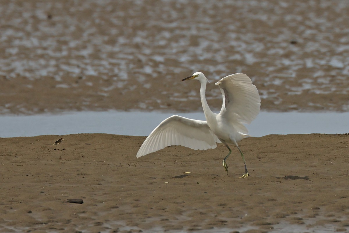 Chinese Egret - ML645769167
