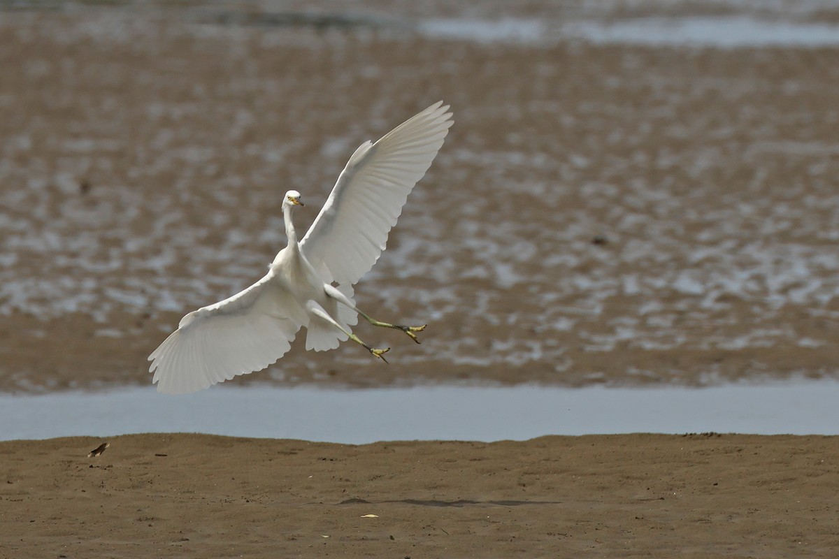 Chinese Egret - ML645769168
