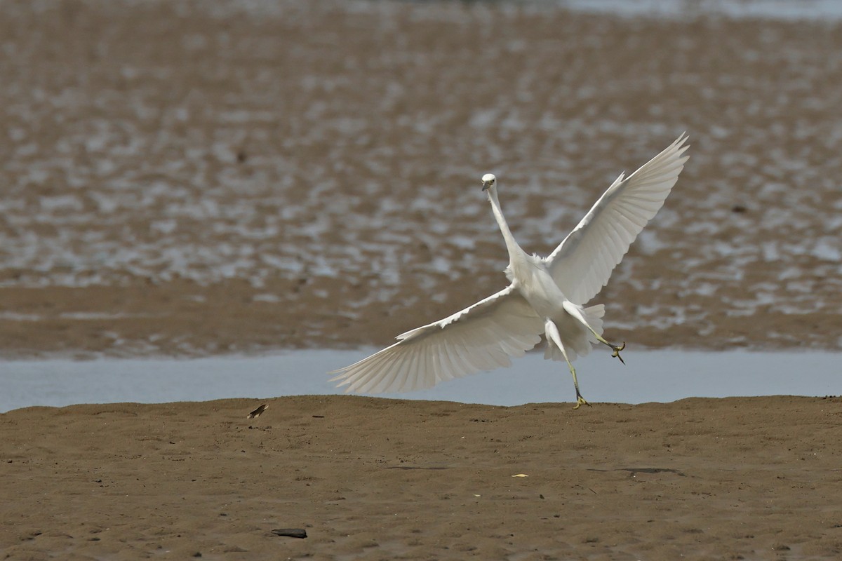 Chinese Egret - ML645769169