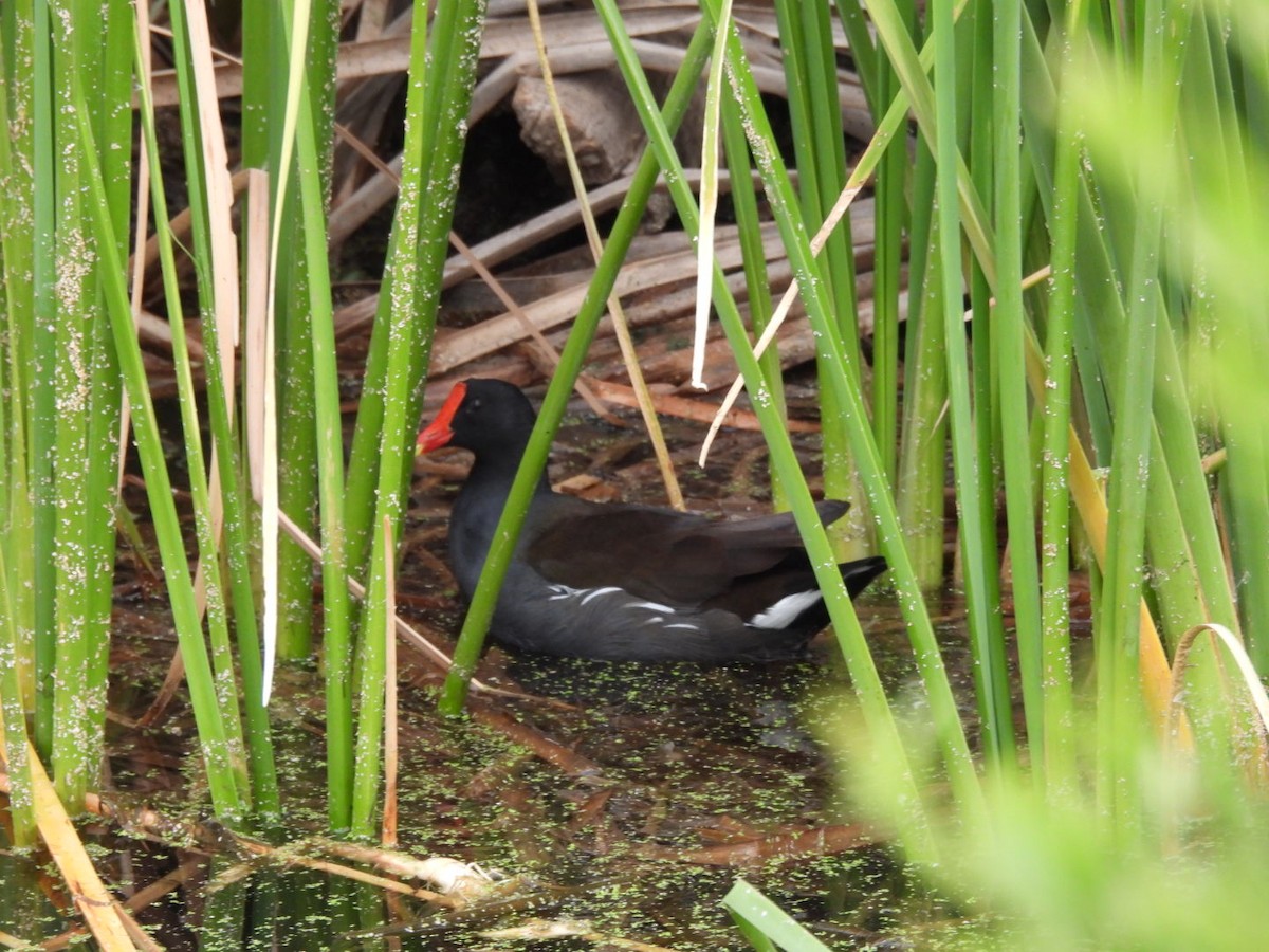 סופית אמריקנית - ML645769183