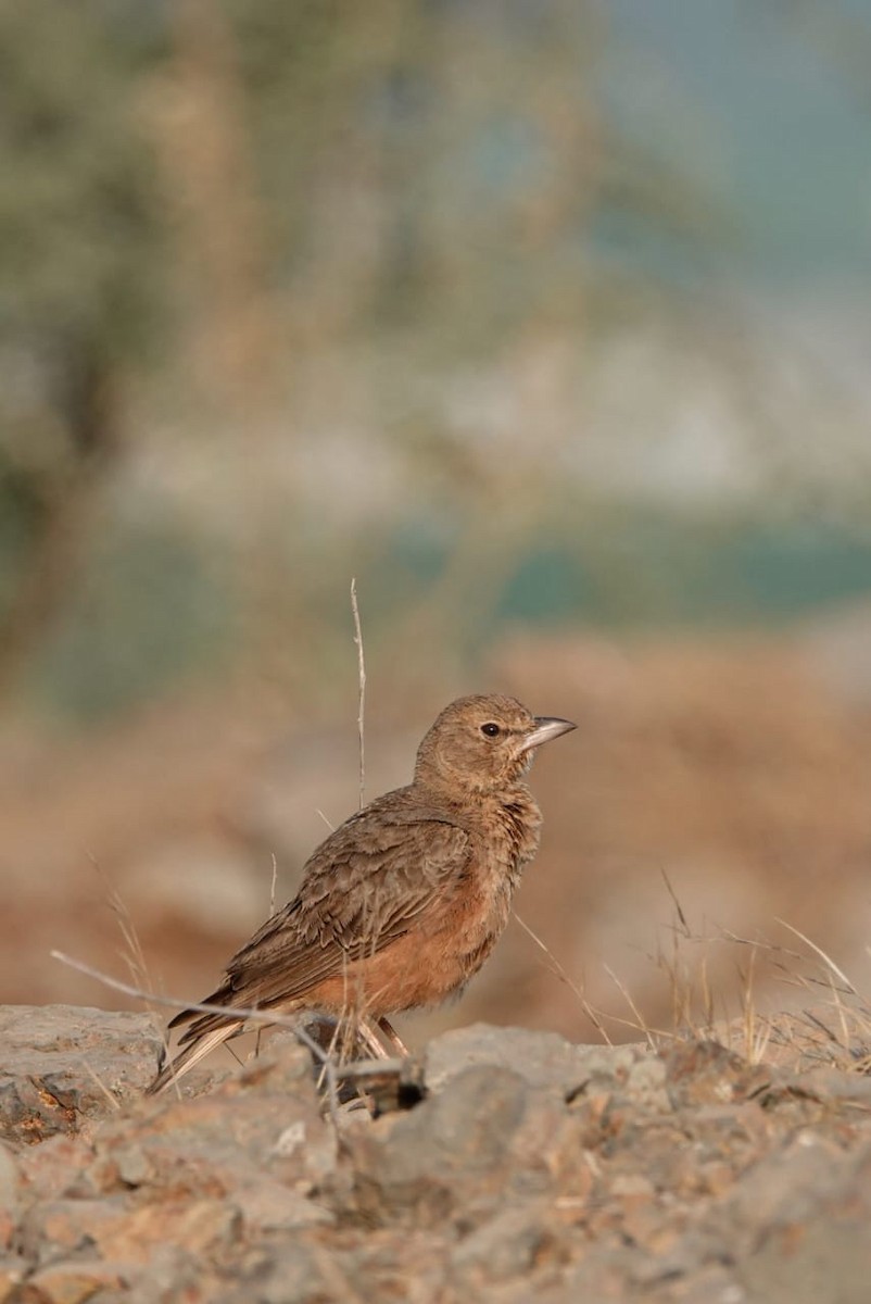 Rufous-tailed Lark - ML645769190