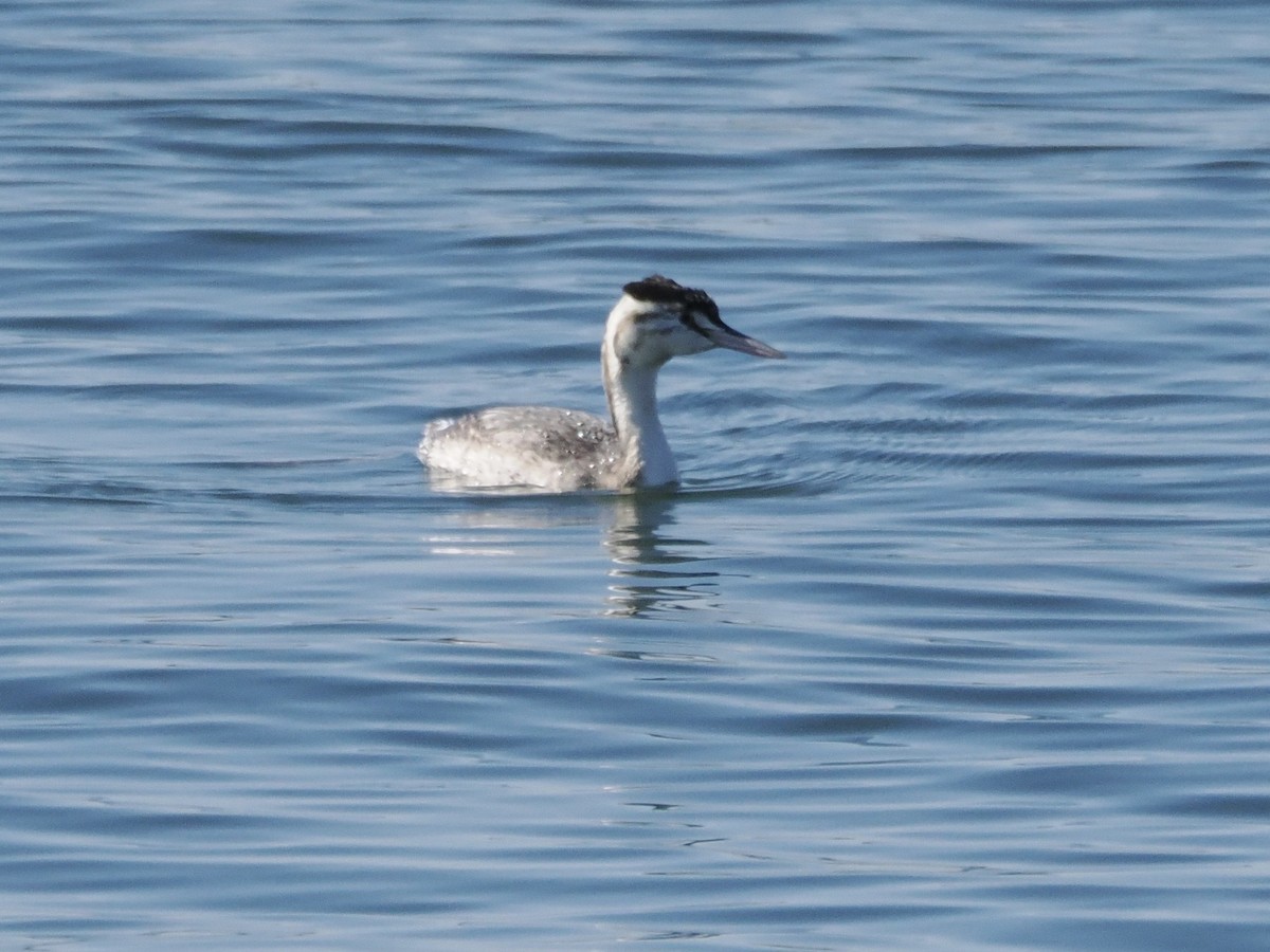 Пірникоза велика - ML645769195