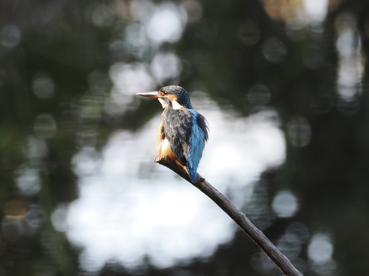 Рибалочка блакитний - ML645769199