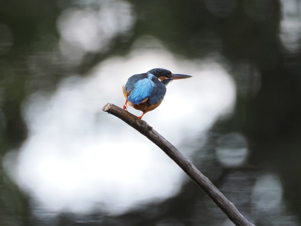 Рибалочка блакитний - ML645769200