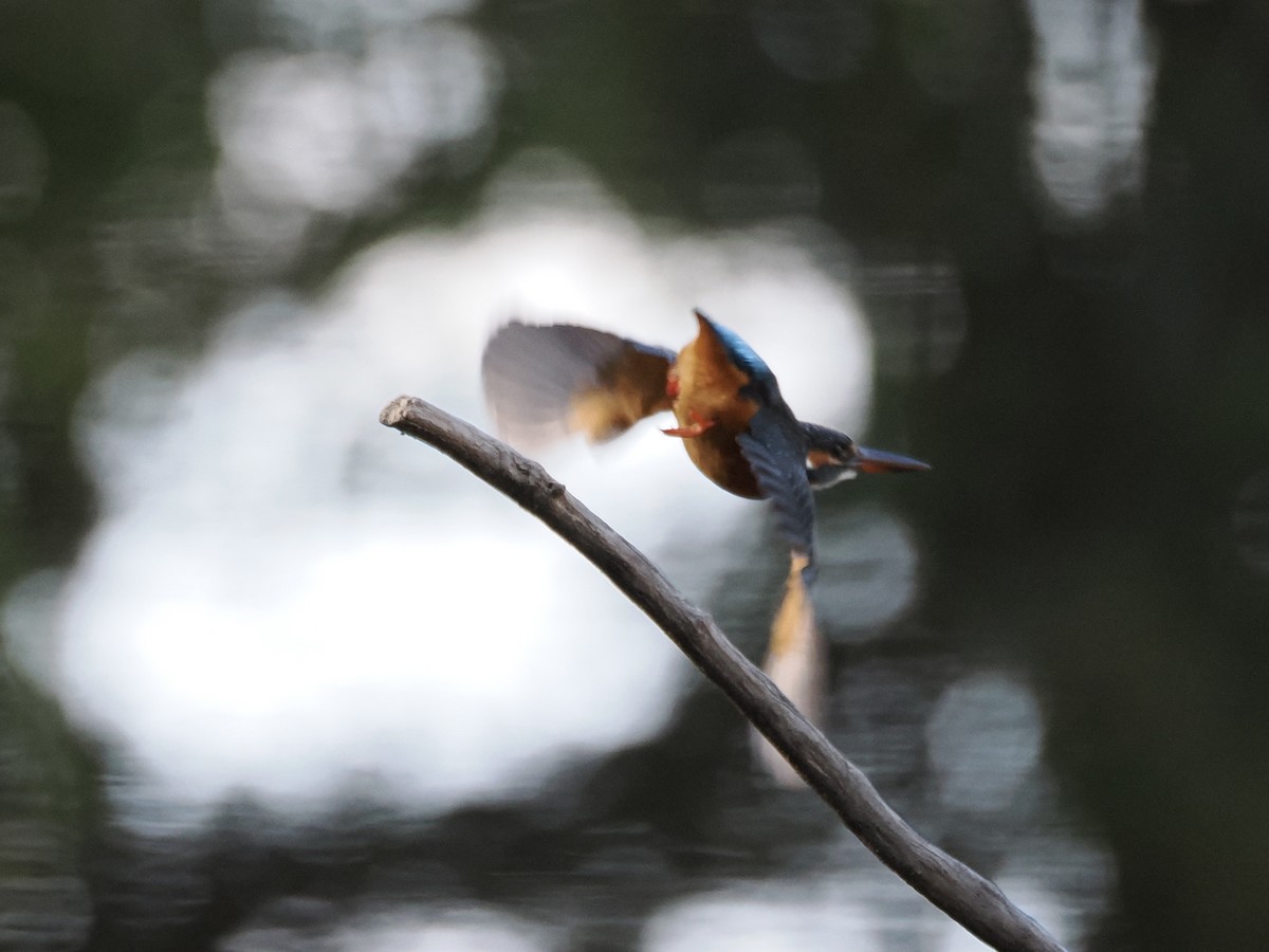 Рибалочка блакитний - ML645769201