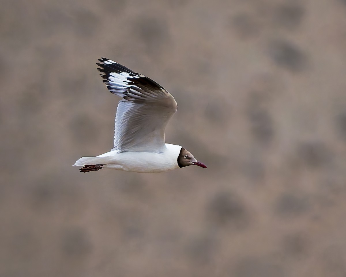 racek hnědohlavý - ML645769216