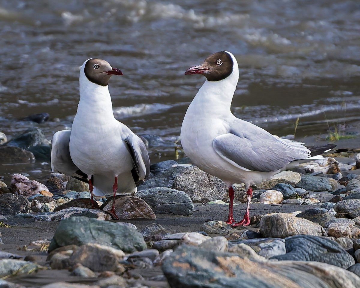 racek hnědohlavý - ML645769217