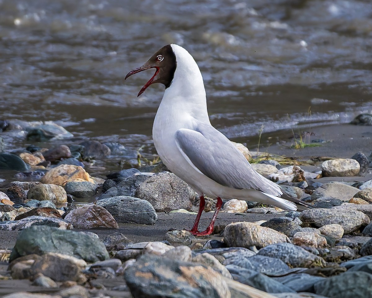 racek hnědohlavý - ML645769221