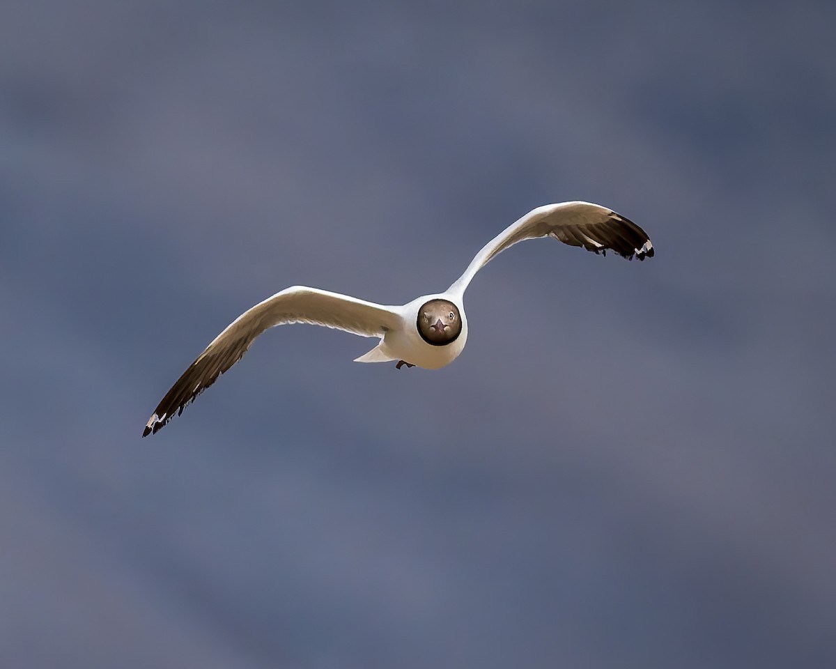 racek hnědohlavý - ML645769222