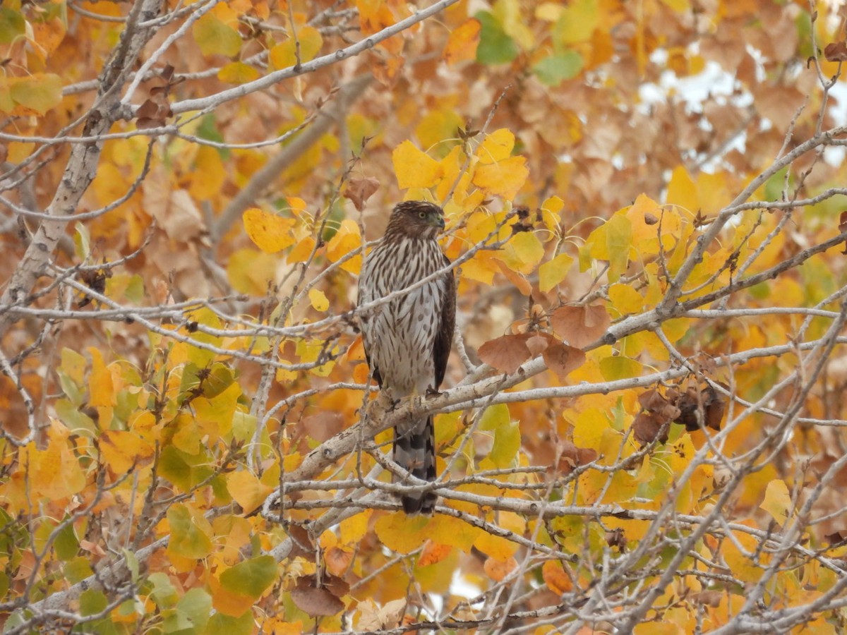 Яструб чорноголовий - ML645769229