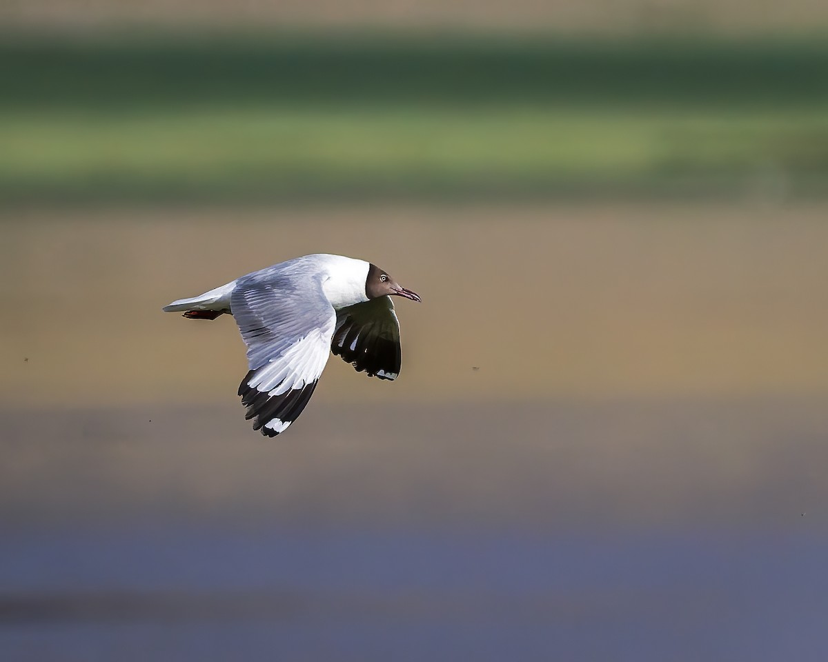 racek hnědohlavý - ML645769231