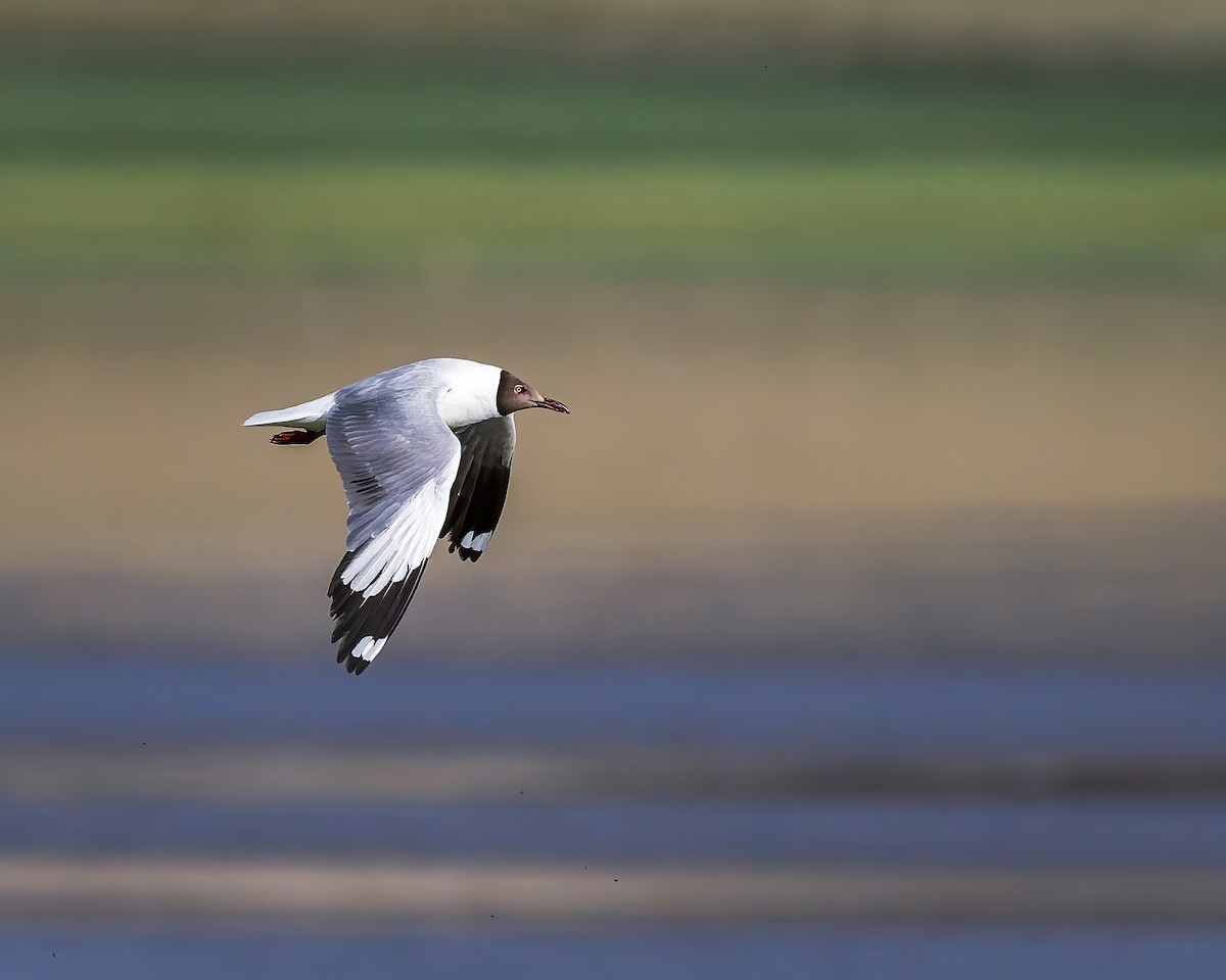 racek hnědohlavý - ML645769232