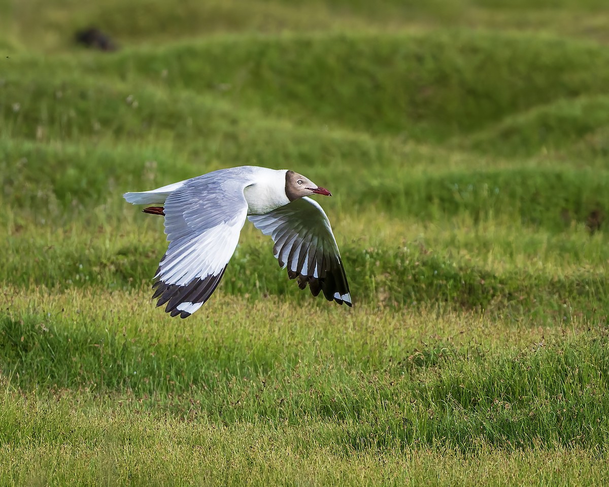 racek hnědohlavý - ML645769233