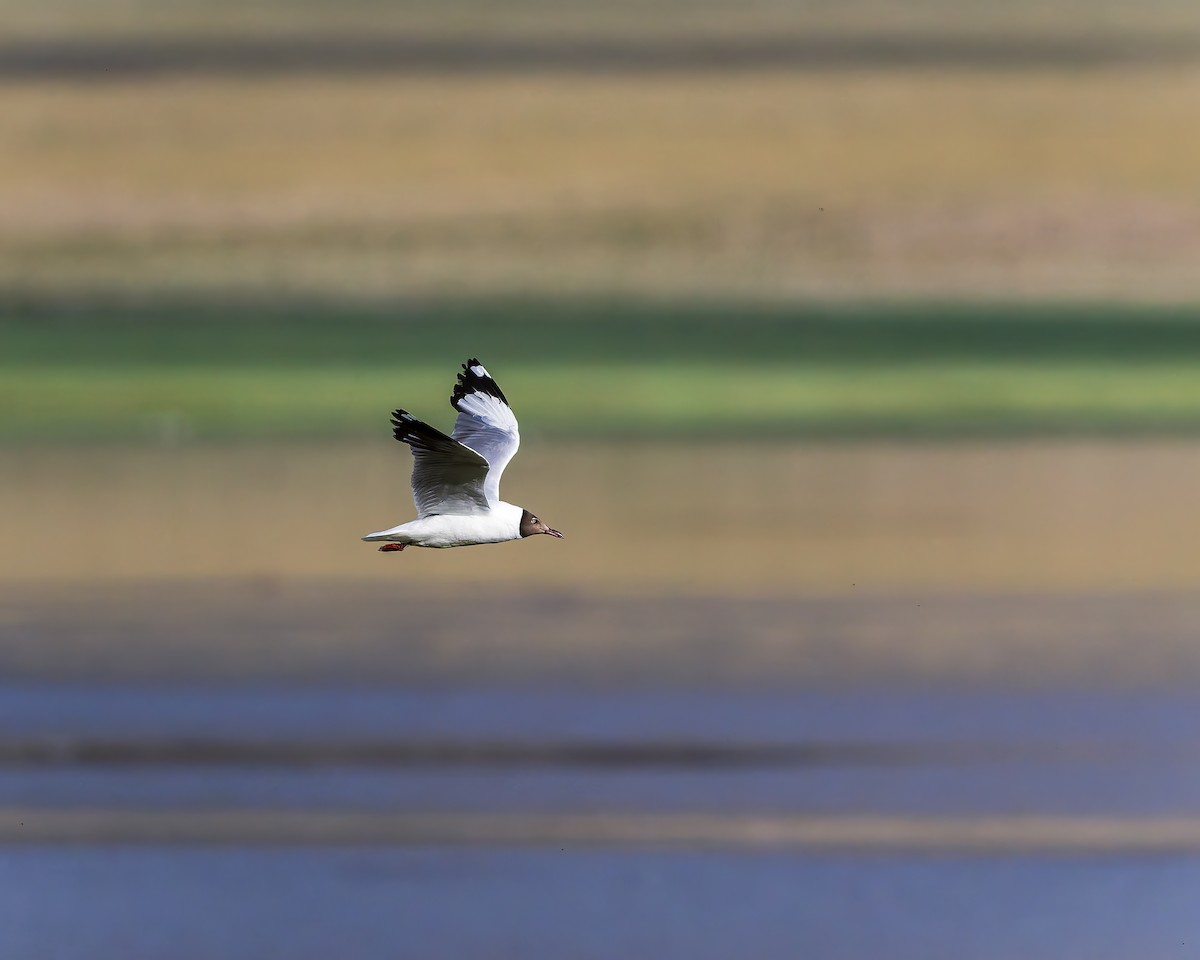 racek hnědohlavý - ML645769234