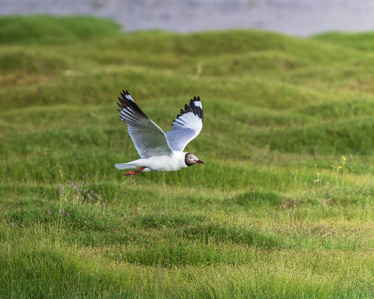 racek hnědohlavý - ML645769236