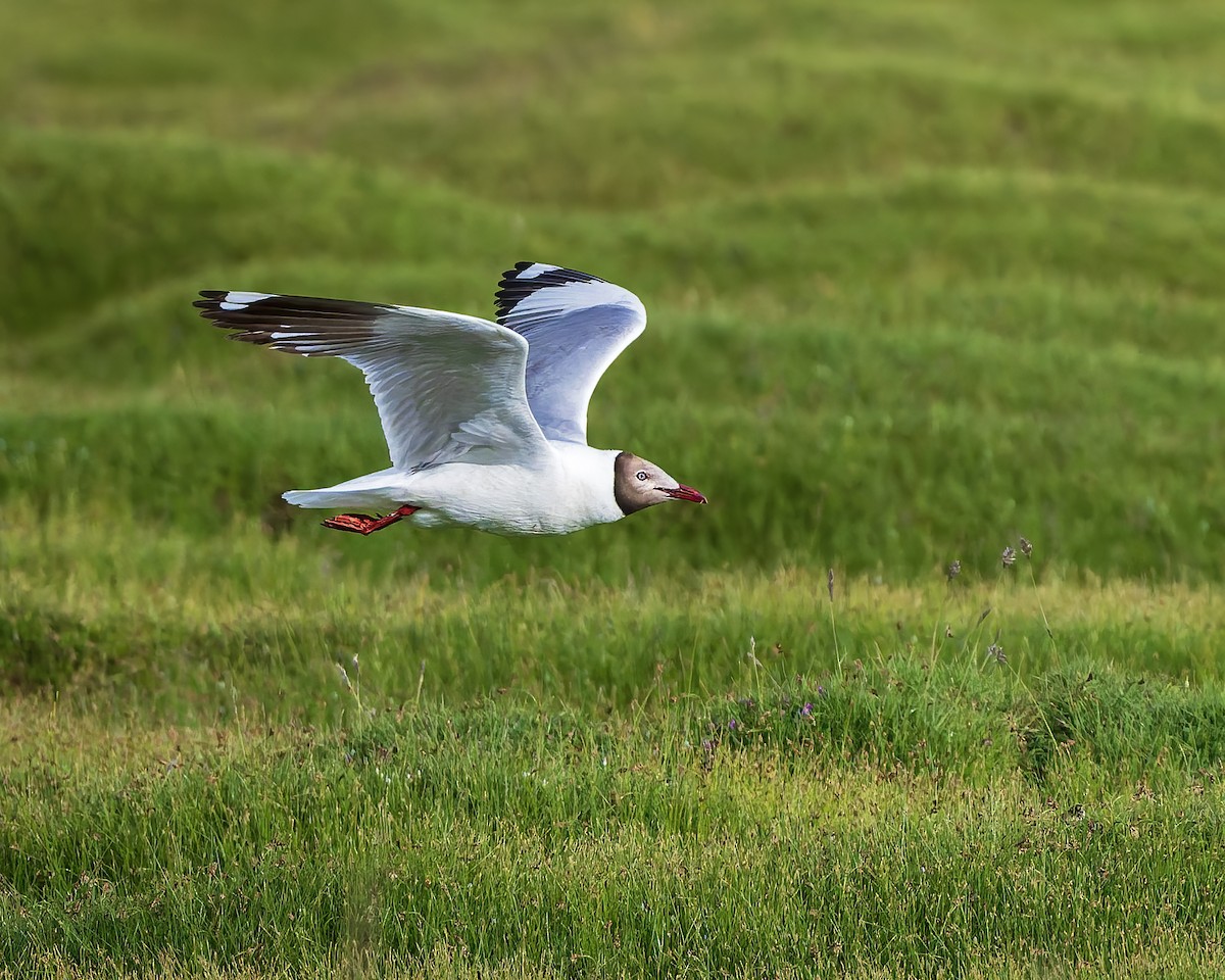 racek hnědohlavý - ML645769237