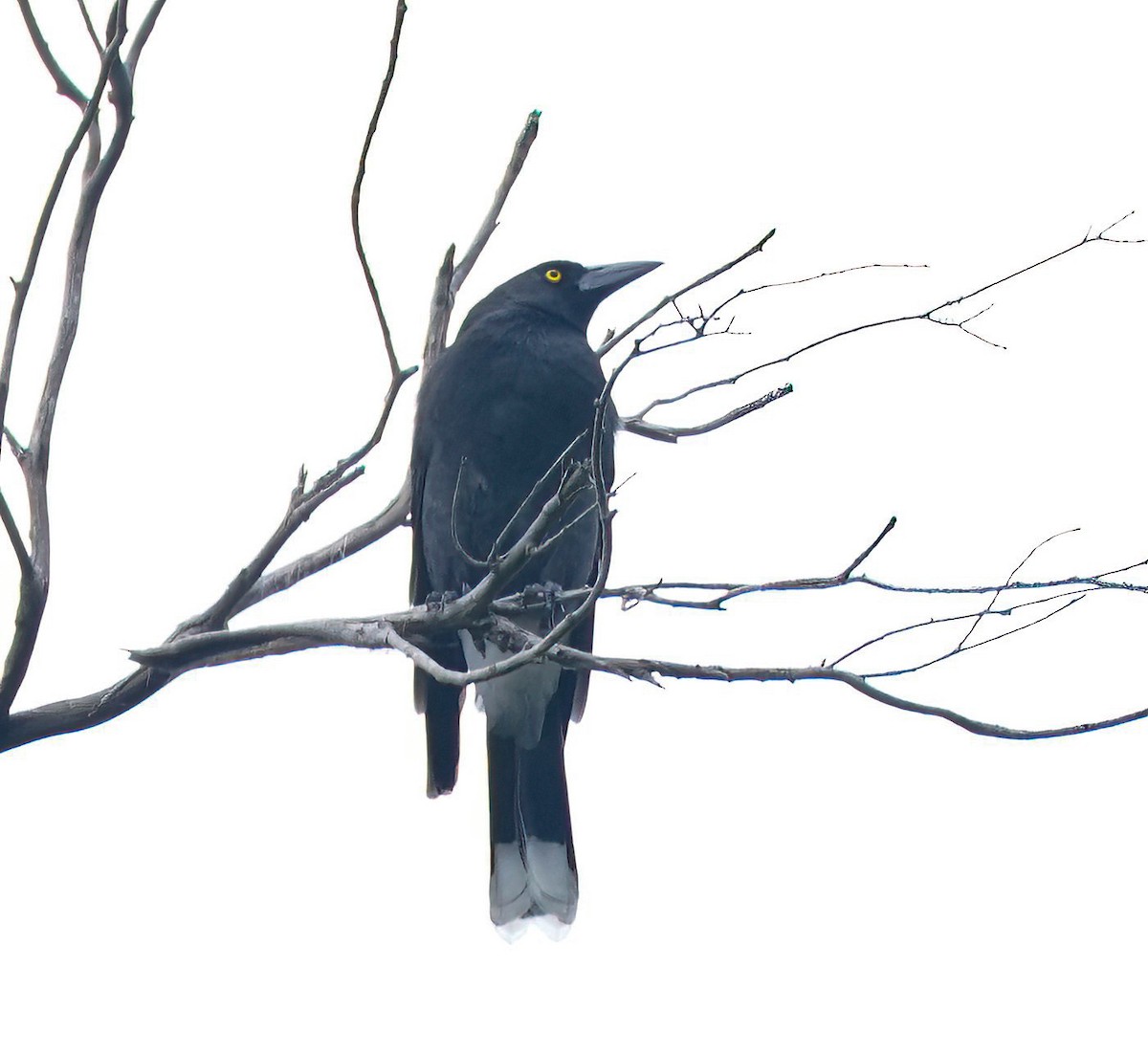 Gray Currawong - ML645769238