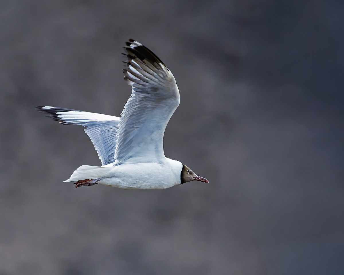 racek hnědohlavý - ML645769241