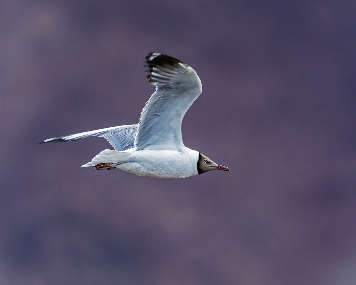 racek hnědohlavý - ML645769242