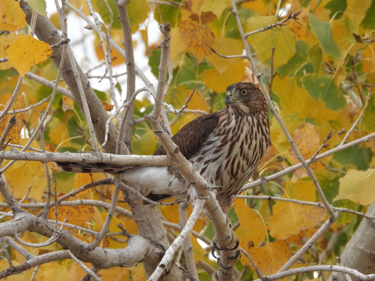 Яструб чорноголовий - ML645769243