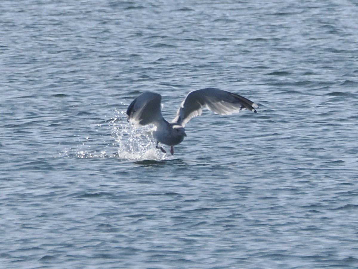 Мартин охотський - ML645769246