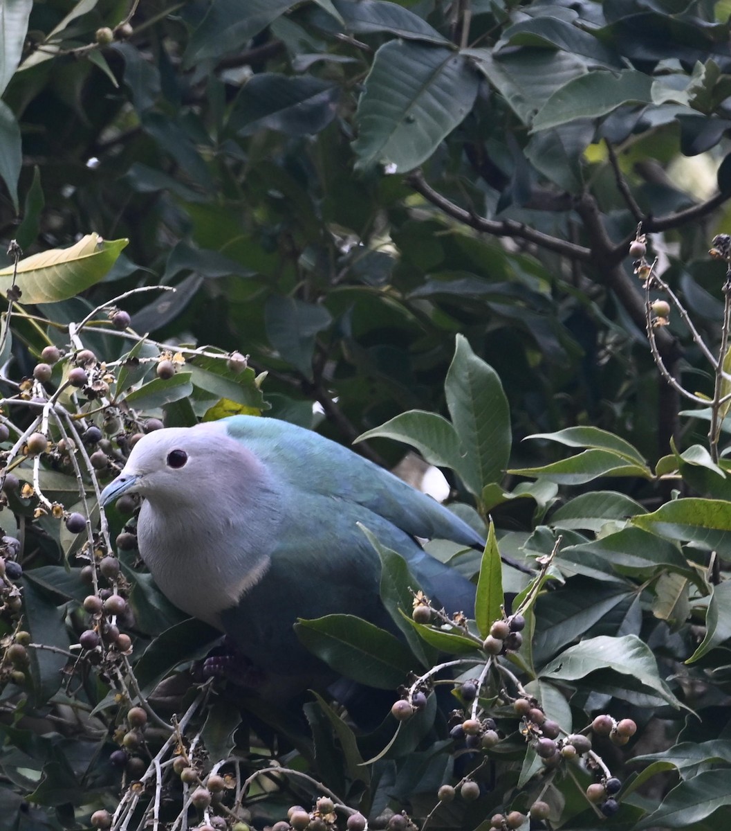 bronsekeiserdue - ML645769250