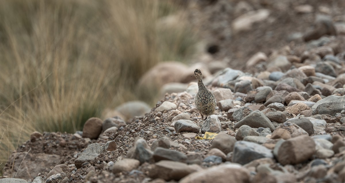 ゴマダラシギダチョウ - ML645769251
