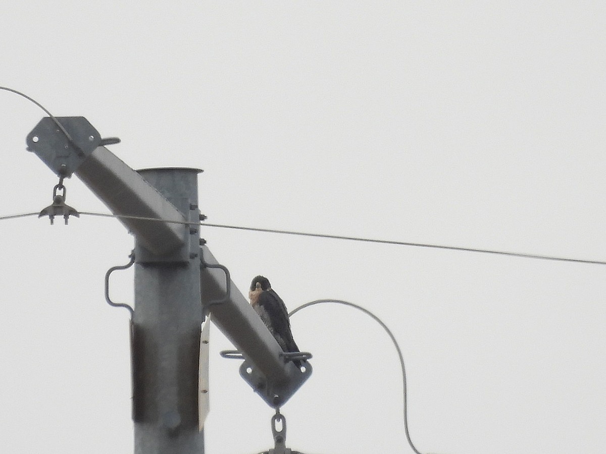 Peregrine Falcon - ML645769254