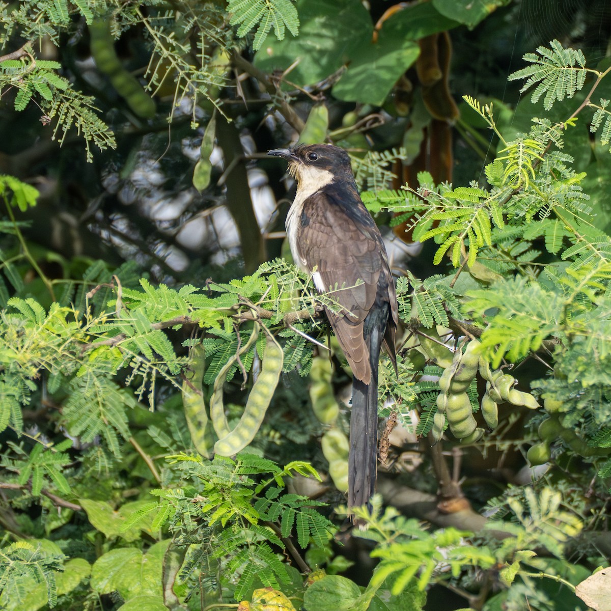 Pied Cuckoo - ML645769255