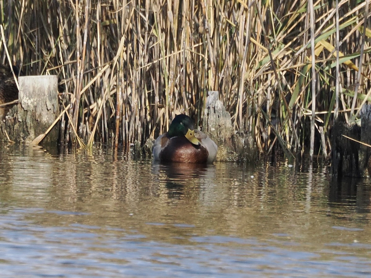 Крижень звичайний - ML645769256