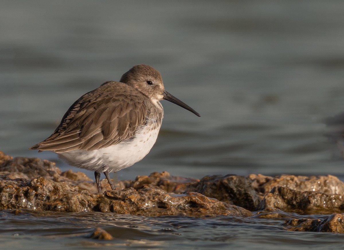 jespák obecný - ML645769259