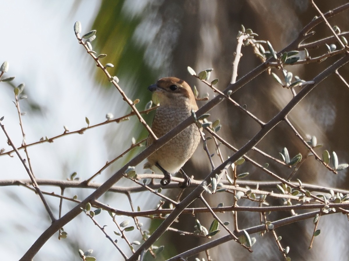 Сорокопуд японський - ML645769265