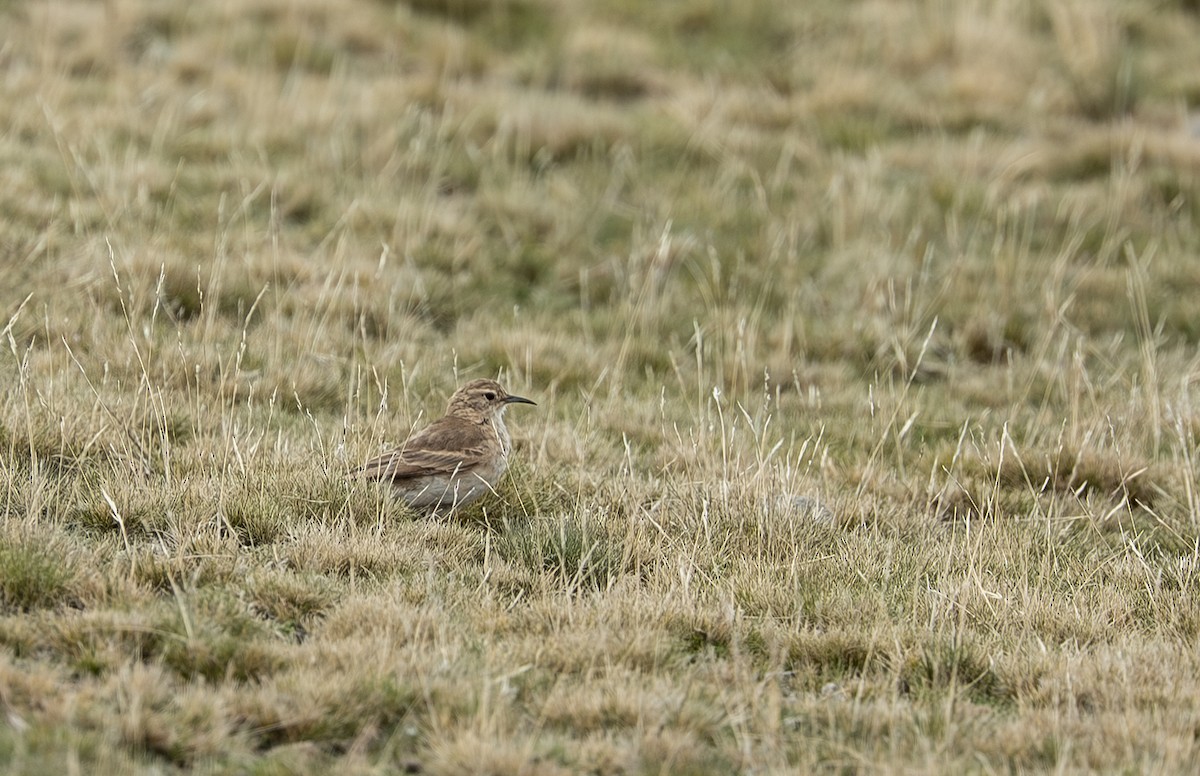 ジカマドドリ - ML645769267