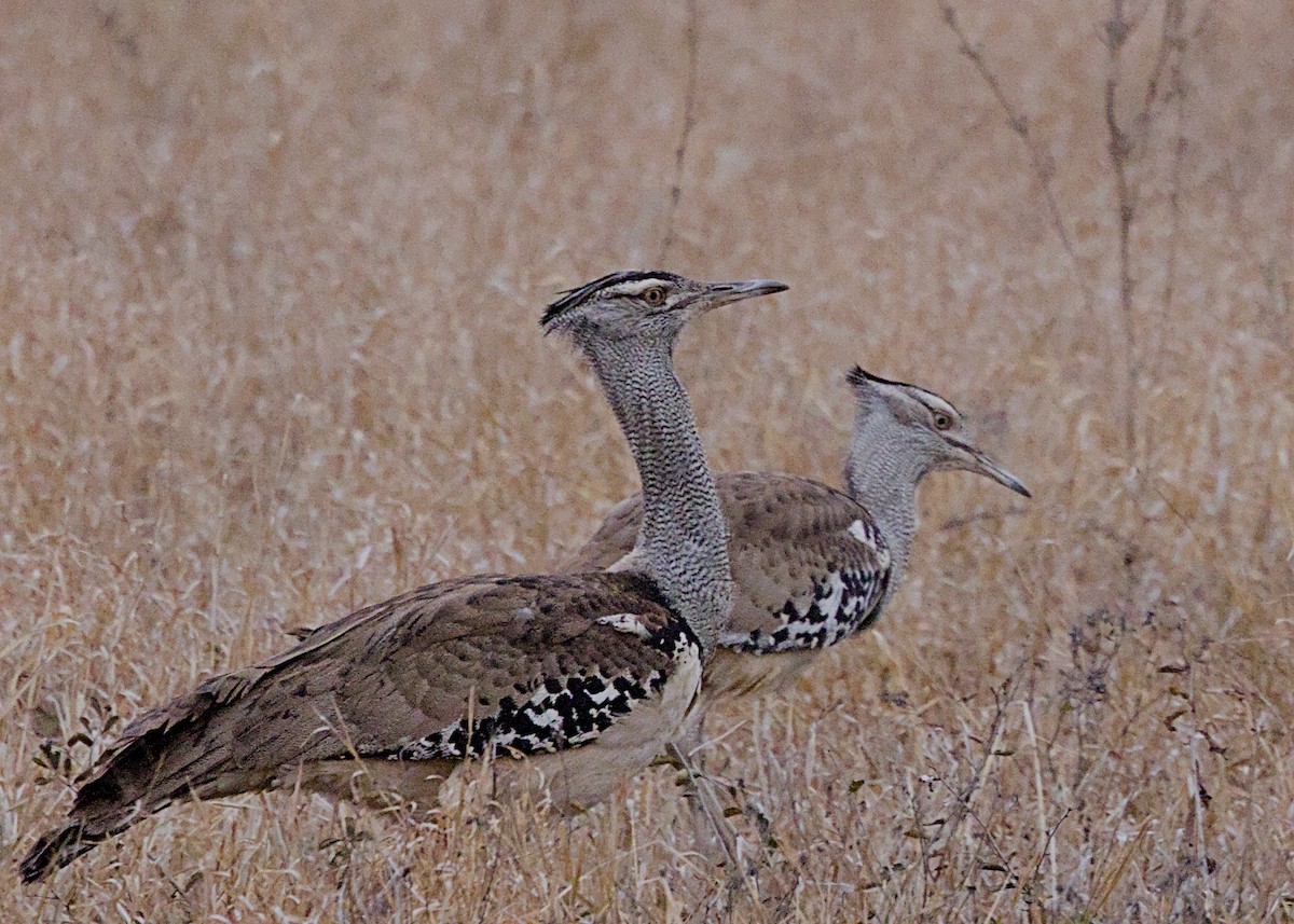 アフリカオオノガン - ML645769299