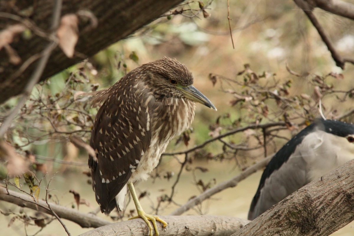 Квак звичайний - ML645769314