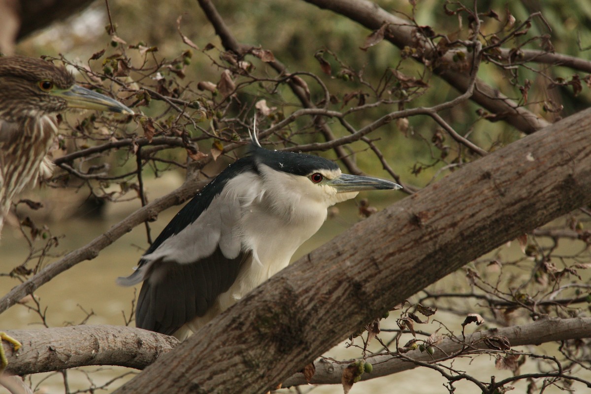 Квак звичайний - ML645769315