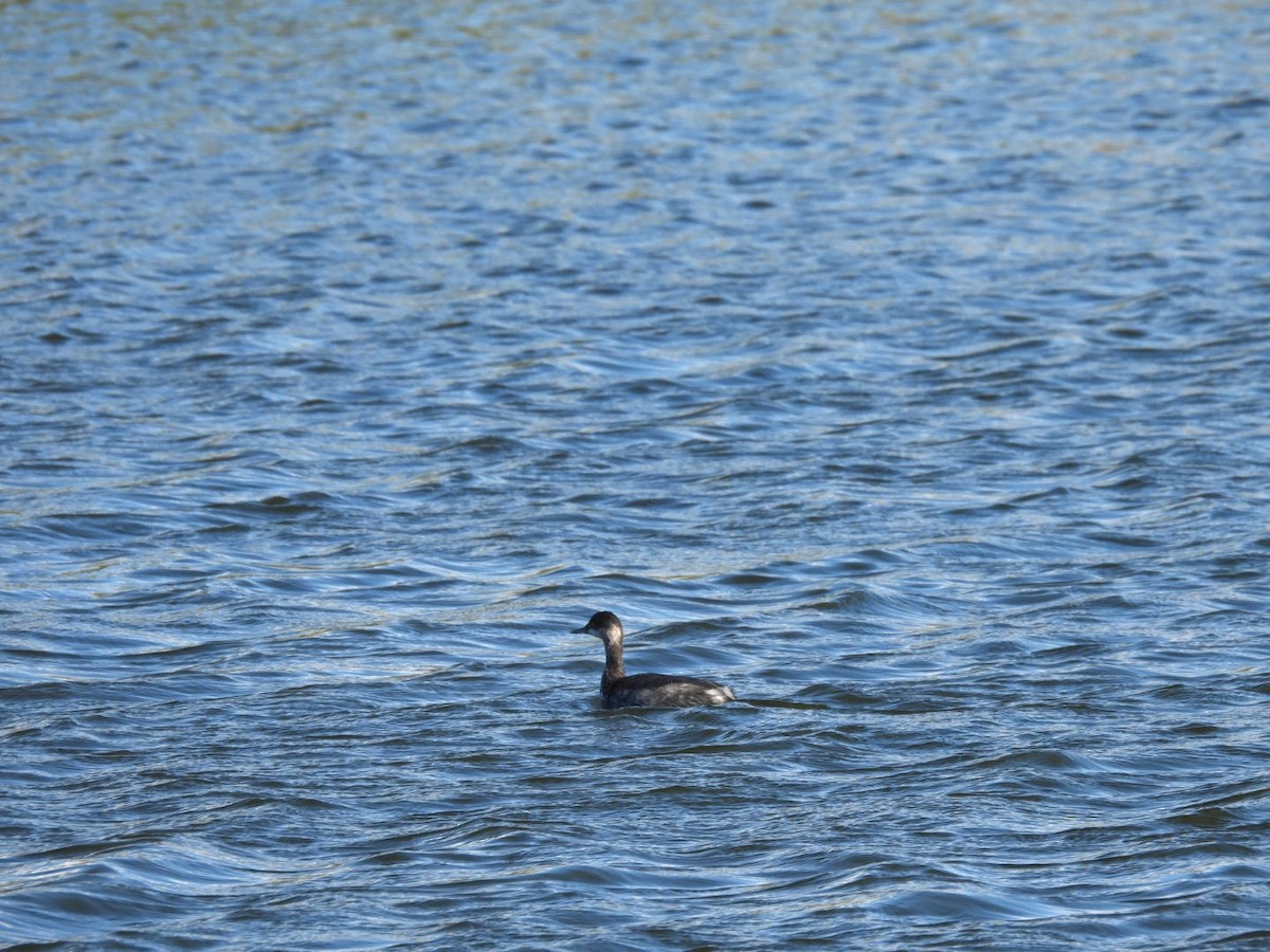 Eared Grebe - ML645769344