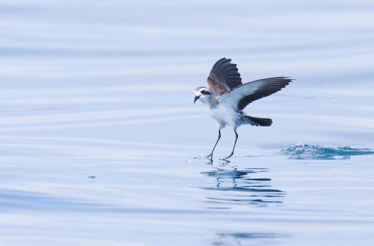 fregattstormsvale - ML645769345