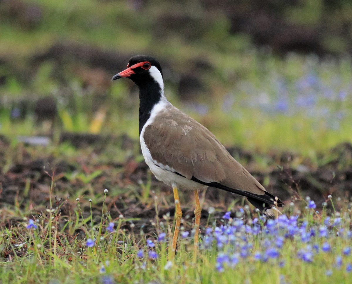 Hegabera musugorria - ML645769346