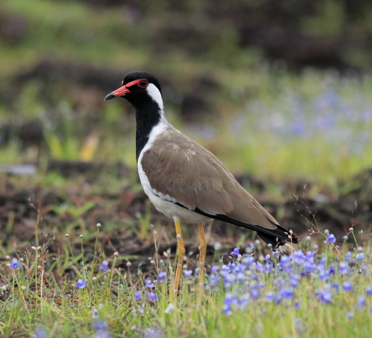 Hegabera musugorria - ML645769347