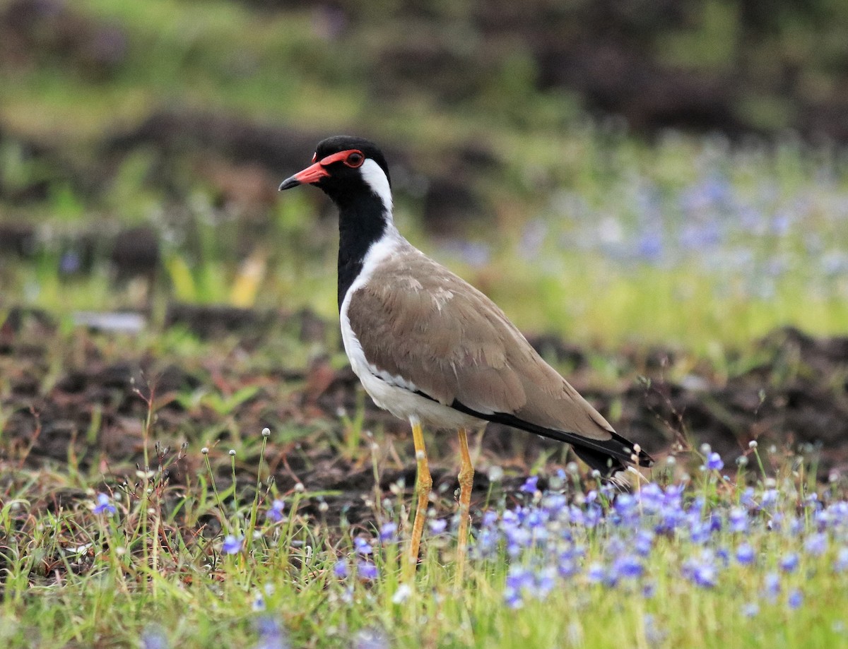 Hegabera musugorria - ML645769348