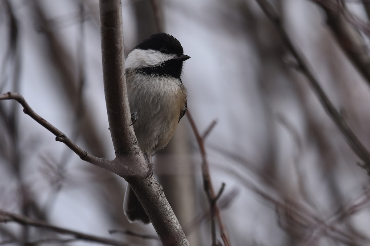 Гаїчка світлокрила - ML645769351