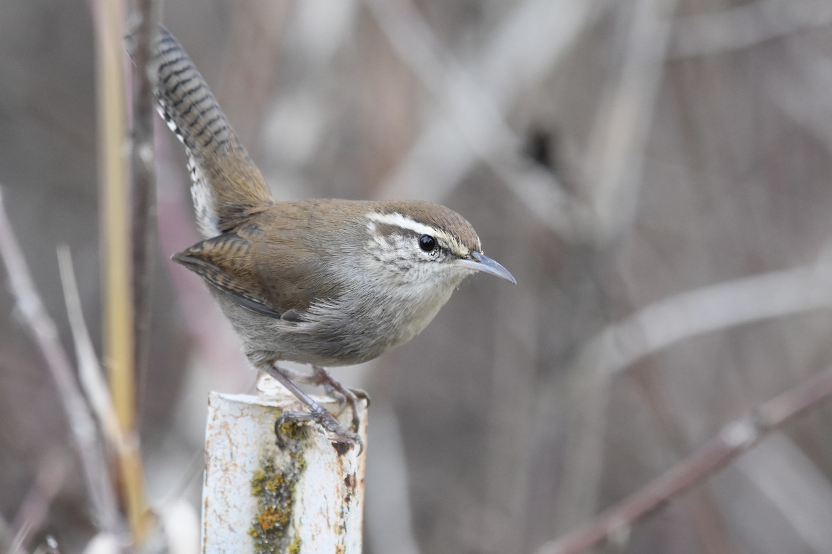シロハラミソサザイ - ML645769368