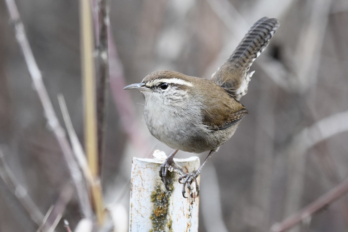 シロハラミソサザイ - ML645769369