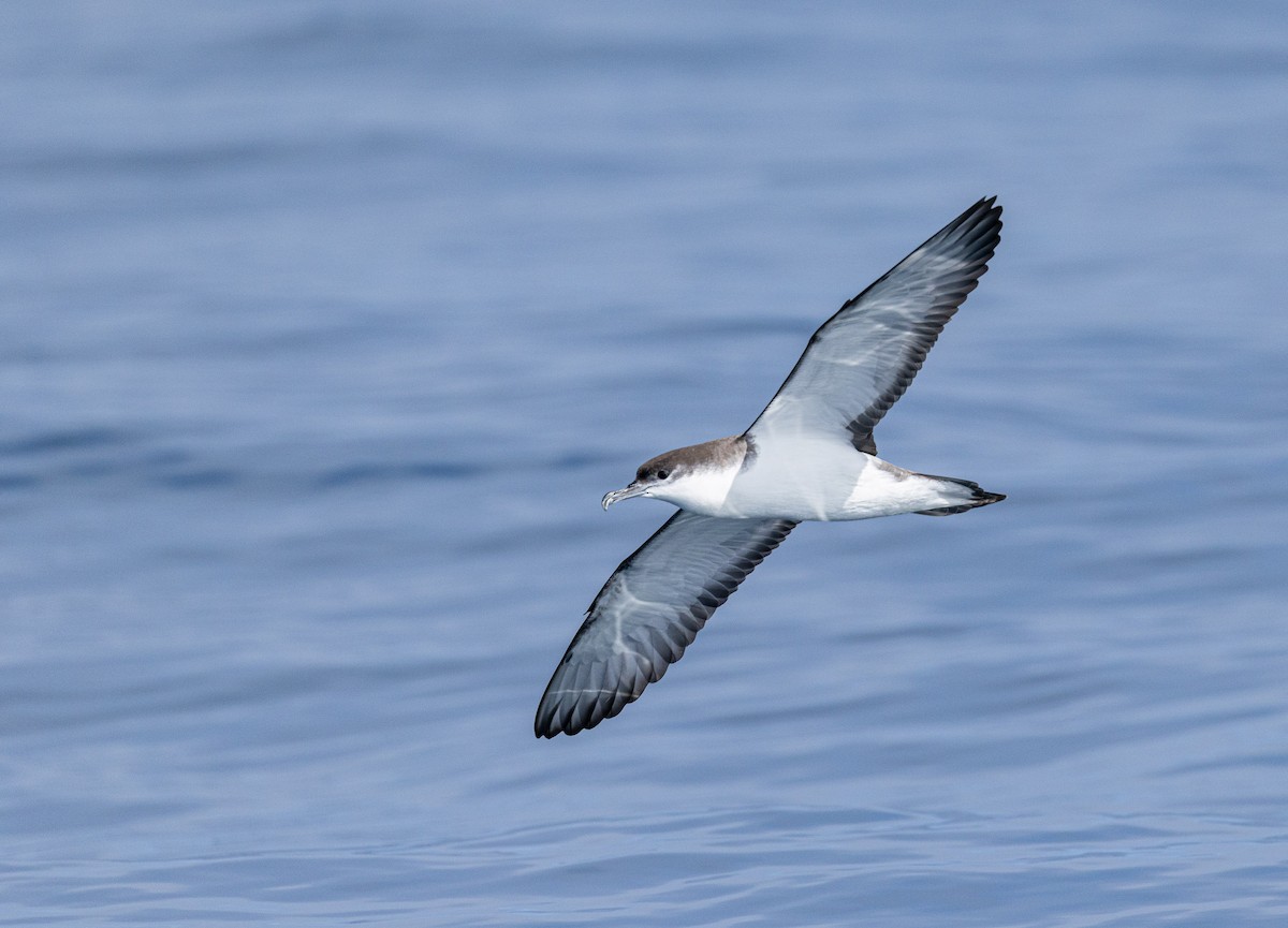 Buller's Shearwater - ML645769371