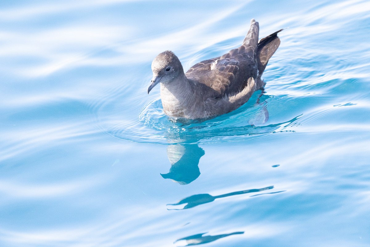 Short-tailed Shearwater - ML645769375