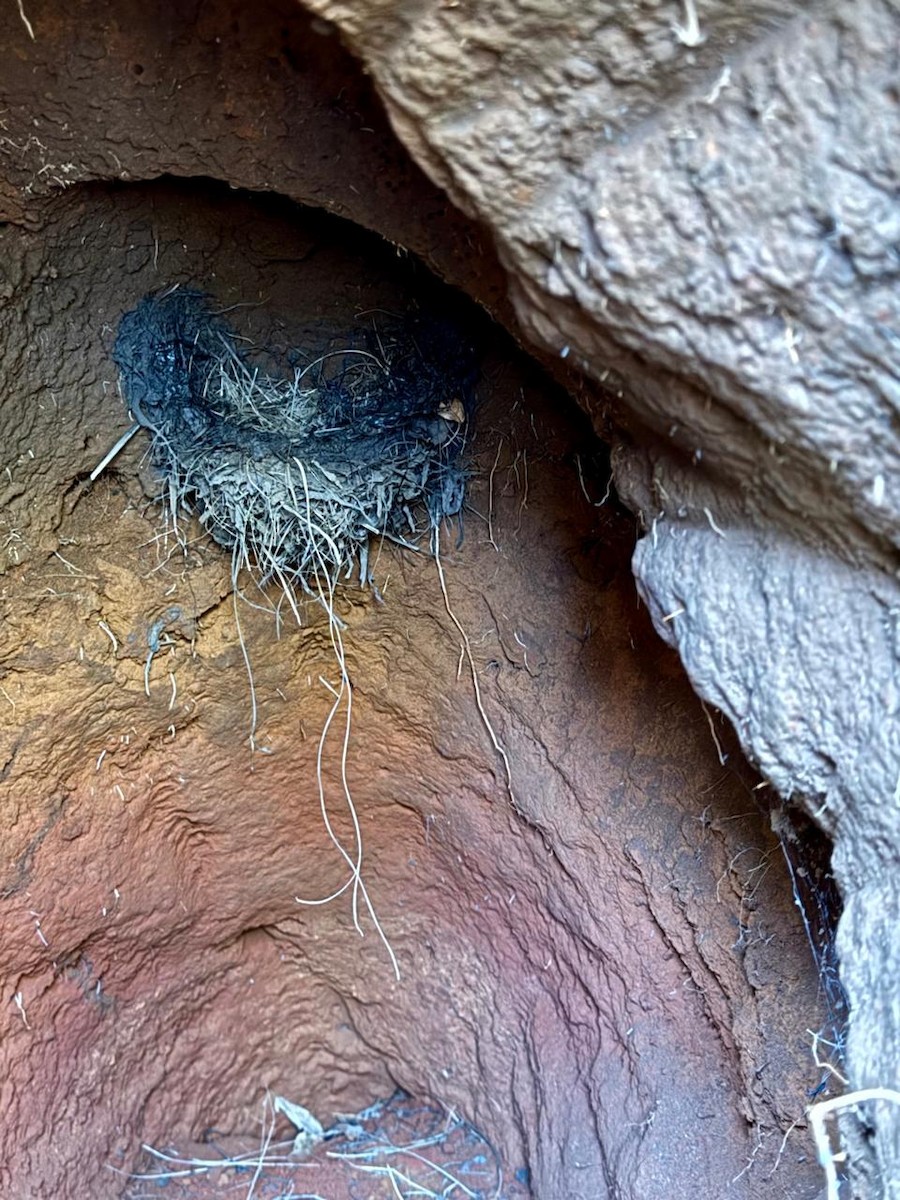 Montane Blue Swallow - ML645769385