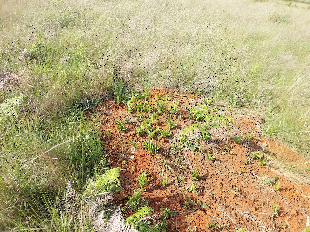 Montane Blue Swallow - ML645769386